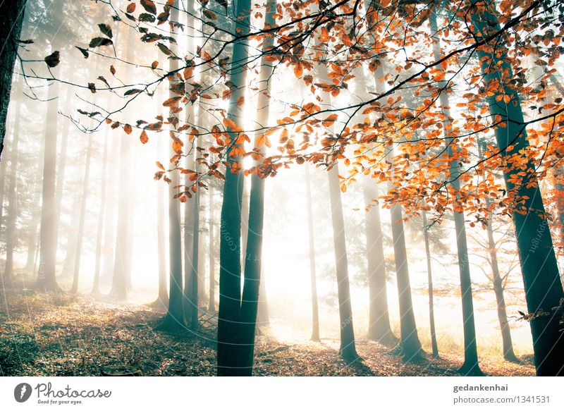 red october Environment Nature Landscape Animal Sunrise Sunset Sunlight Autumn Beautiful weather Fog Tree Forest Contentment Romance Freedom Peace Purity