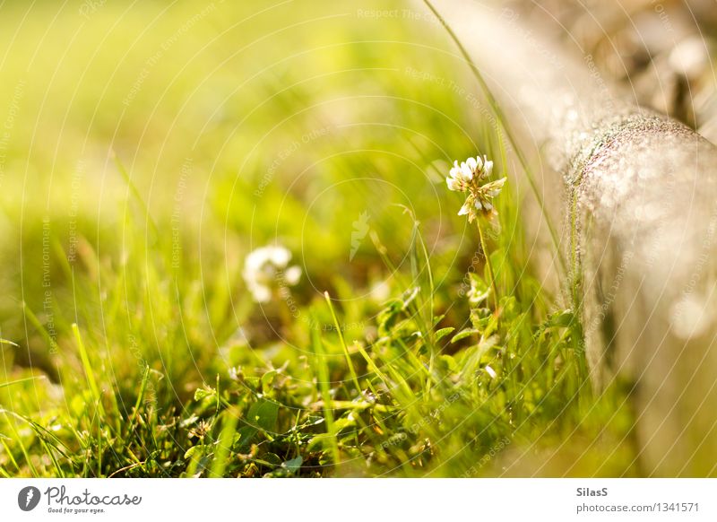 Spring again? Environment Nature Beautiful weather Plant Flower Grass Garden To enjoy Warmth Yellow Gray Green Wellness Colour photo Exterior shot Deserted Day