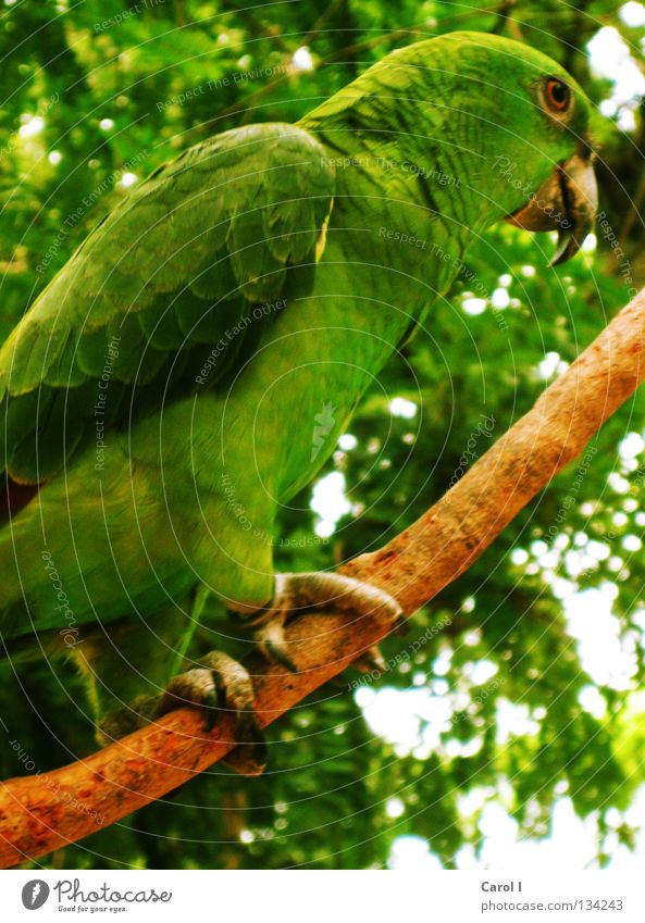 green, green, and green Parrots Bird Green Brown Claw Beak Tree Stand Wood Glittering Unicoloured Gaudy Multicoloured Interesting Camouflage Summer Mexico