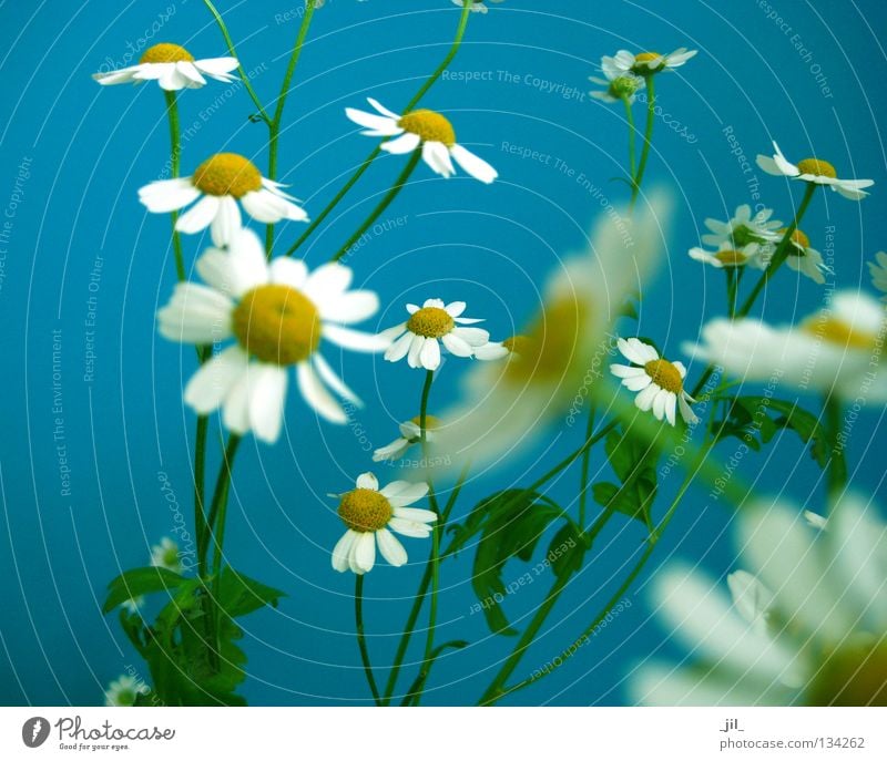 kamill 3 Summer Nature Plant Spring Flower Fresh Many Blue Yellow Green White Ease Chamomile Easy Fine Graceful Multiple Medicinal plant Colour photo Deserted