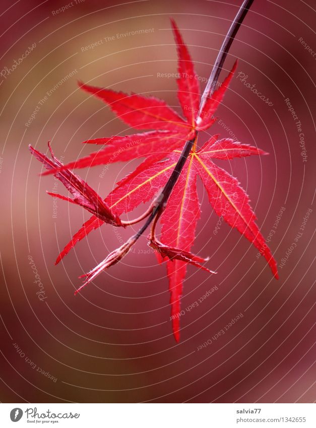red coloration Nature Plant Autumn Tree Leaf Japan maple tree Maple branch Park Growth Esthetic Red Moody Belief Relaxation Happy Hope Change Colour