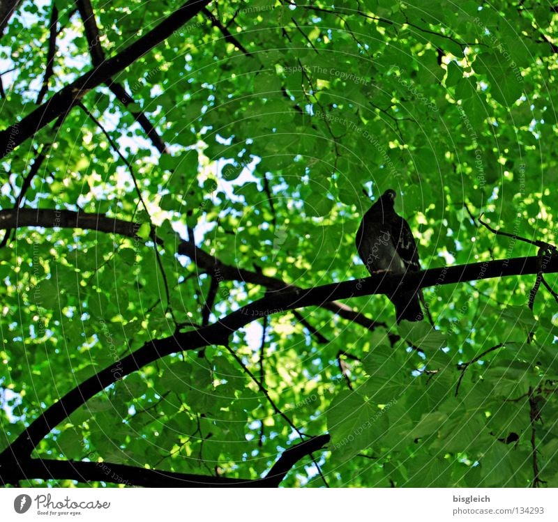 birds in the tree I Colour photo Exterior shot Deserted Morning Worm's-eye view Spring Tree Leaf Bird Pigeon 1 Animal Green pigeon birds springtime Branch Twig