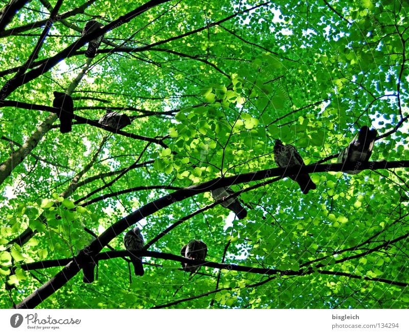 birds in the tree II Colour photo Exterior shot Deserted Morning Worm's-eye view Spring Tree Leaf Animal Bird Pigeon Group of animals Green pigeon birds