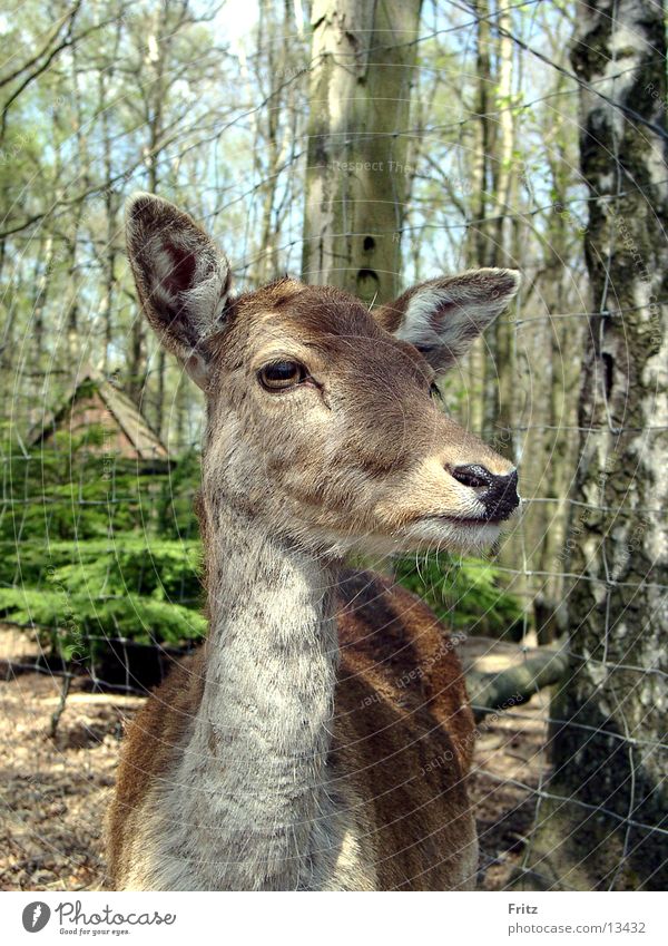 reh Roe deer Forest Animal Nature