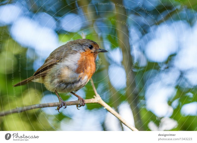 The early bird ... Family & Relations Environment Nature Spring Summer Beautiful weather Tree Park Forest Bird Songbirds Robin redbreast 1 Animal Small Cute