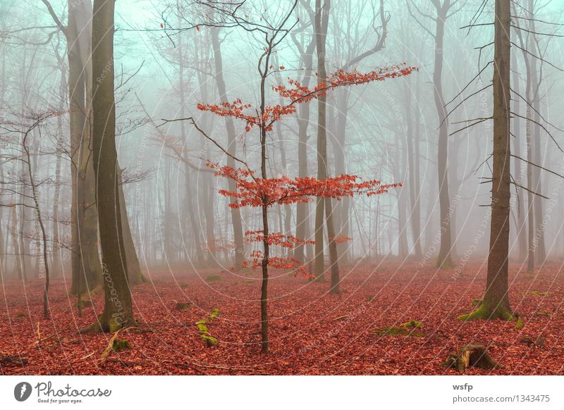 Magic forest in red and turquoise Spring Autumn Fog Tree Leaf Forest Dream Red Turquoise Surrealism magic fantasy Enchanted forest Enchanted wood Mystic