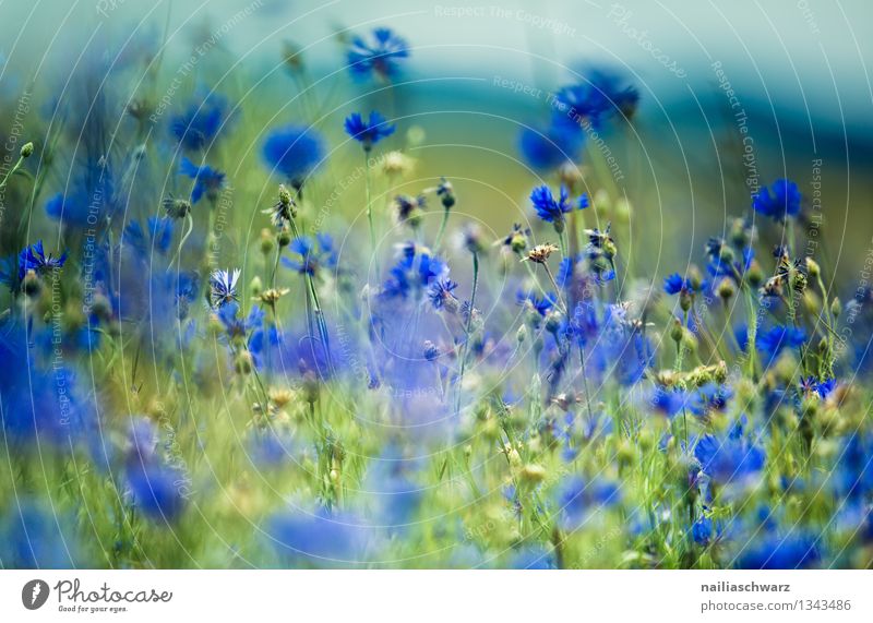 Field with cornflowers Summer Sun Environment Nature Landscape Plant Flower Wild plant Garden Park Meadow Blossoming Growth Infinity Natural Beautiful Blue