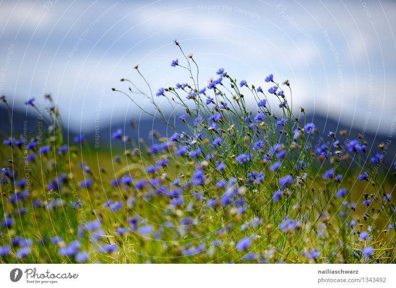 Field with cornflowers Summer Sun Environment Nature Landscape Plant Flower Grass Wild plant Hill Fragrance Growth Natural Beautiful Blue Green Spring fever
