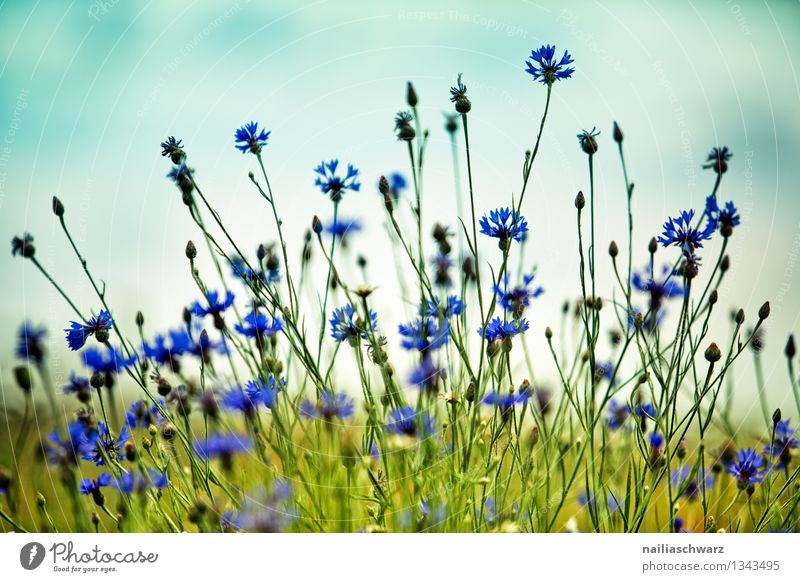 Field with cornflowers Summer Sun Environment Nature Plant Sky Flower Grass Wild plant Blossoming Fragrance Growth Natural Blue Green Romance Peaceful