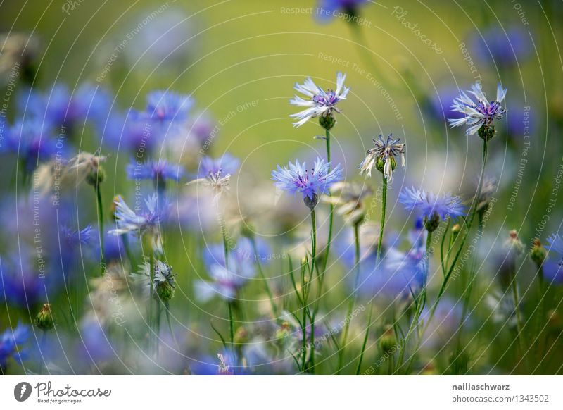 Field with cornflowers Summer Sun Environment Nature Plant Flower Blossom Wild plant Garden Park Blossoming Growth Natural Beautiful Blue Spring fever Romance