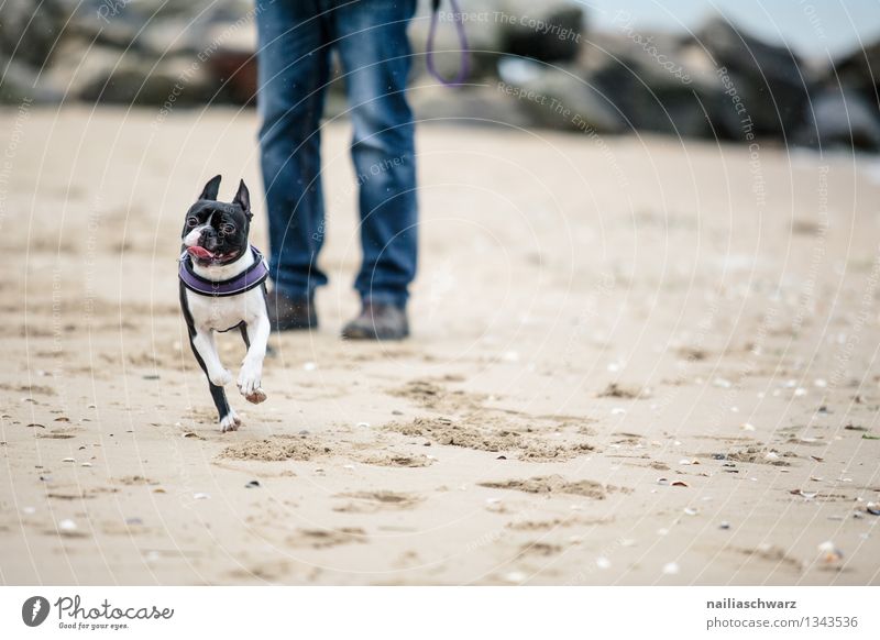 Man with Boston Terrier Joy Playing Vacation & Travel Beach Ocean Adults Sand Coast Dog 1 Animal Walking Running Romp Free Happy Funny Cute Beautiful Wild