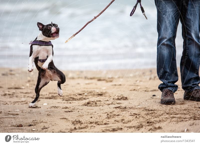 Man with Boston Terrier Joy Playing Vacation & Travel Beach Ocean Adults Animal Sand Coast Jeans Pet Dog 1 Stick Happiness Together Cute Beautiful Blue Brown