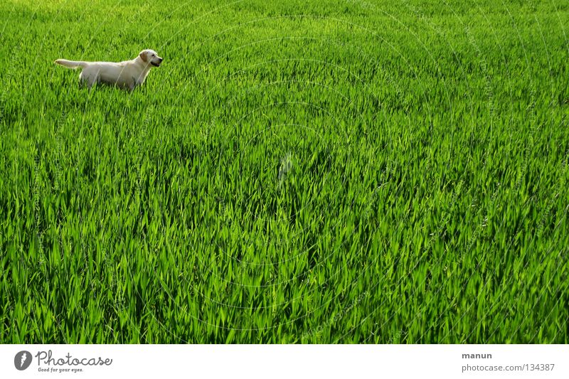 I'm ready! I'm ready! Labrador Wheatfield Field Grass Meadow Dog Spring Green Animal Bright green Expectation Mammal bright Labrador yellow Labrador labbi
