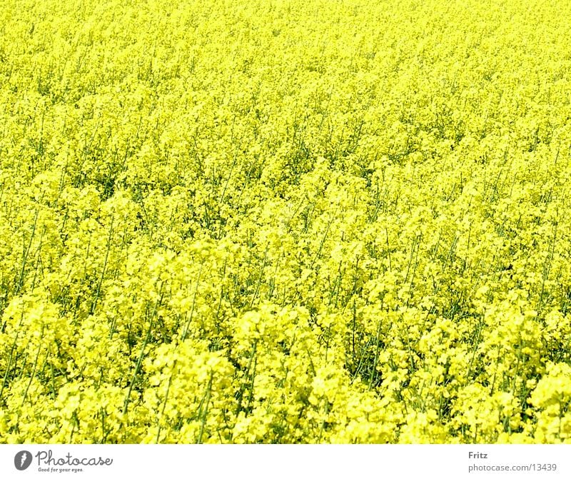 all-yellow Canola Yellow Field Spring