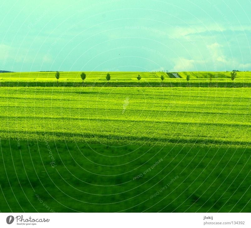 tripartite Canola Field Agriculture Blossom Yellow Green Clouds Yellowness Tree Avenue Oilseed rape oil Grass Meadow Stripe Plant Bio-fuel Sky Planning