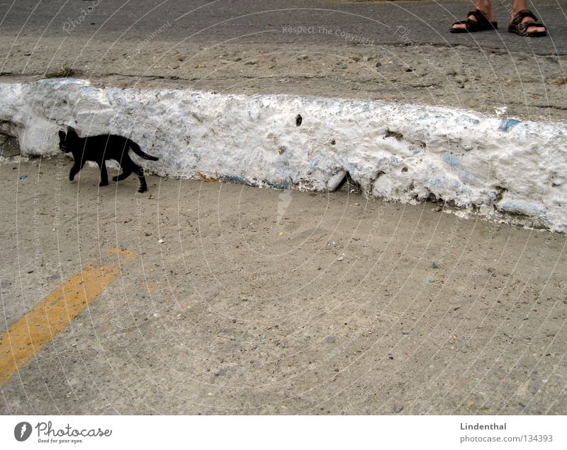 Black Cat Is Leaving Small Thin Walking Going Sandal Footwear Stand Man Looking Mammal Kitten Running Feet