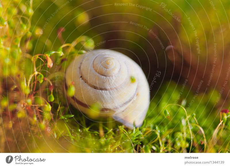 beautifully embedded Elegant Style Environment Nature Earth Summer Beautiful weather Grass Moss Wild plant Forest Snail shell Blossoming Relaxation Glittering