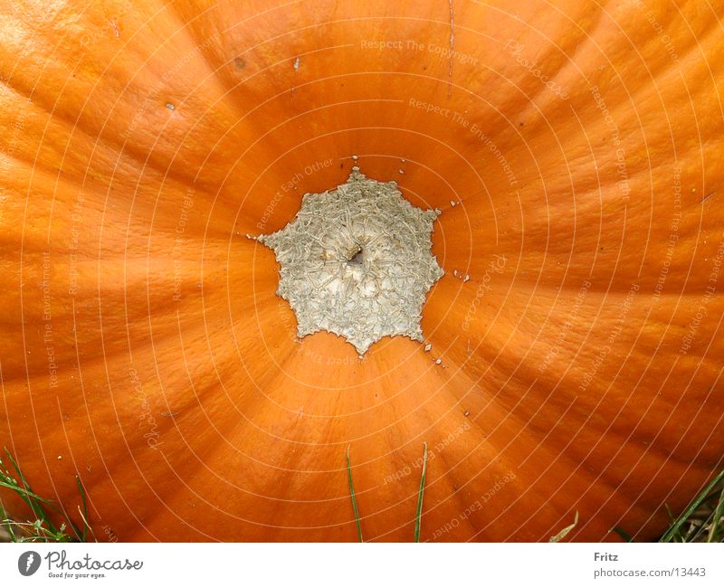 pumpkin Autumn Healthy pumpkins Orange Helloween