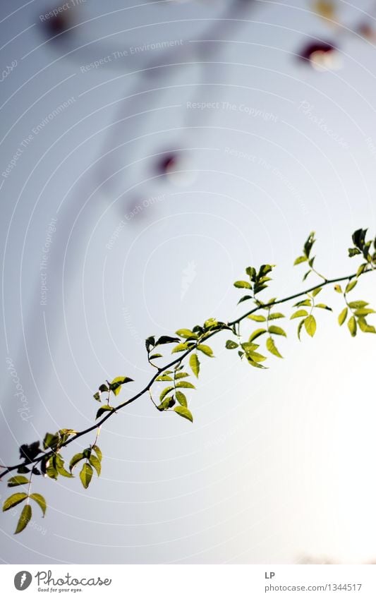 hip tree branch Environment Nature Plant Elements Air Sky Cloudless sky Sunrise Sunset Sunlight Spring Summer Autumn Climate Beautiful weather Flower Leaf