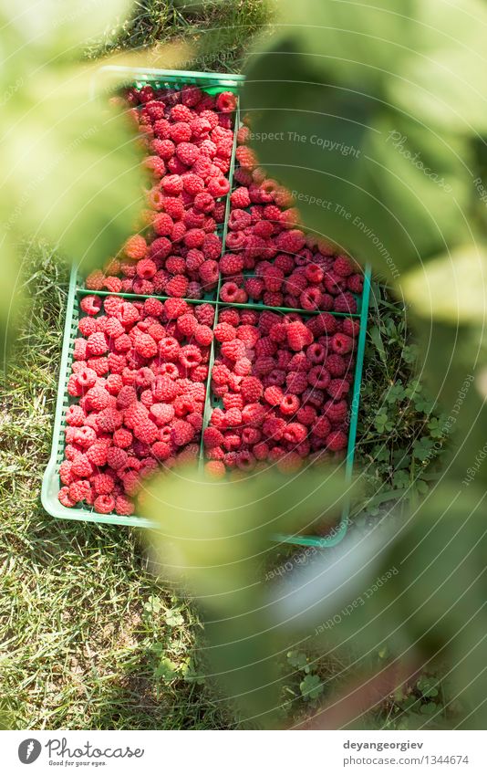 Raspberries in a green crate Fruit Dessert Diet Summer Garden Leaf Fresh Bright Delicious Natural Red Black Crate food box Raspberry Organic wooden ripe Berries