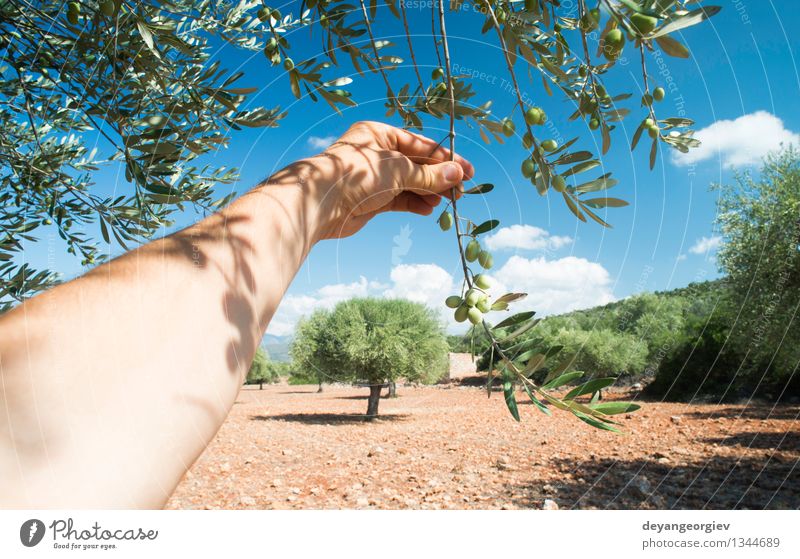 Hand holding olive tree branch. Vegetable Fruit Nutrition Garden Human being Nature Plant Tree Leaf Fresh Green oil picking food healthy background Organic