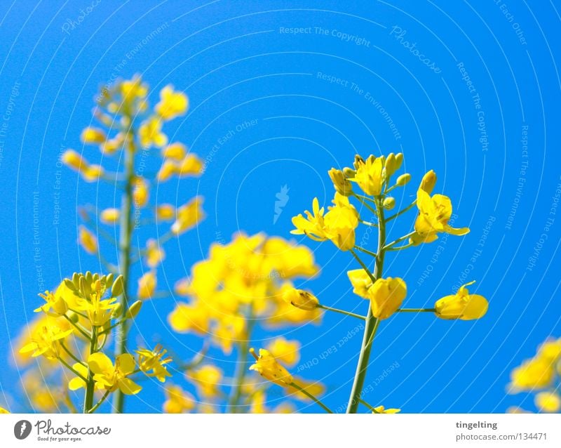 raps is in the air Canola Yellow Plant Field Blossom Stalk Near Summery Sky blue Blue Beautiful weather Blossoming