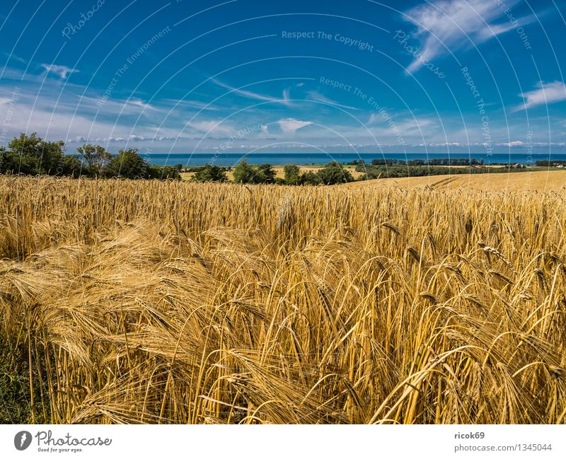 landscape Grain Vacation & Travel Summer Agriculture Forestry Nature Landscape Clouds Field Coast Baltic Sea Blue Idyll Tourism bastard BUK