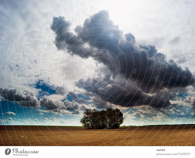 little wood Environment Nature Landscape Plant Sky Clouds Horizon Climate Weather Beautiful weather Tree Clump of trees Field Idyll Far-off places Attachment