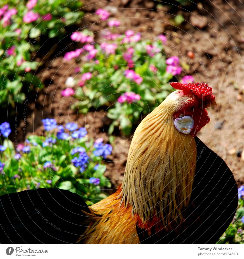 Rooster in basket Bird Animal Farm animal Agriculture Poultry Red Feather Cockscomb Pet Free-roaming Crow Splendid Vacation & Travel Breed Breeder