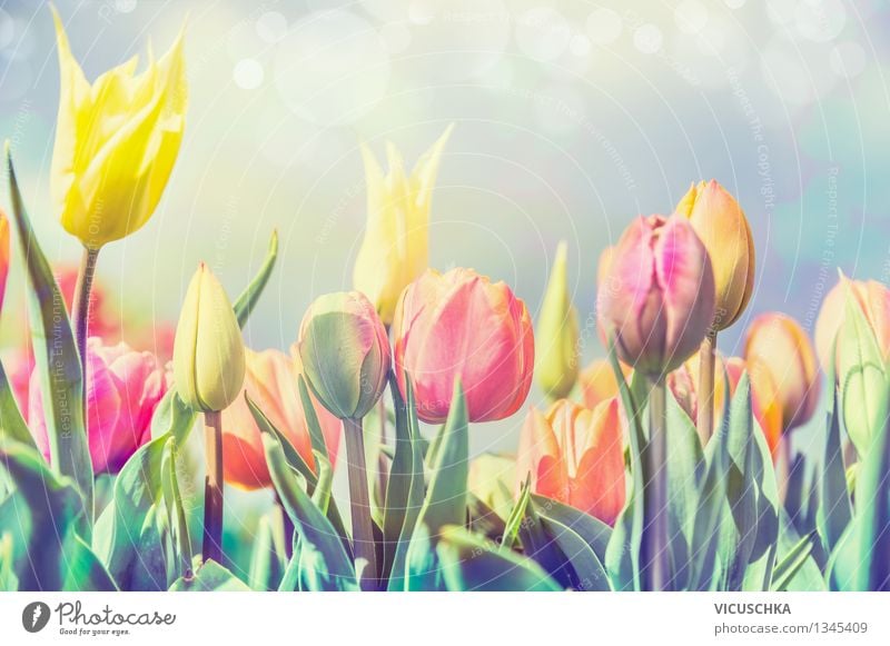 Tulips flowers in the park or garden Design Garden Feasts & Celebrations Nature Plant Sunlight Spring Beautiful weather Flower Park Blossoming Yellow