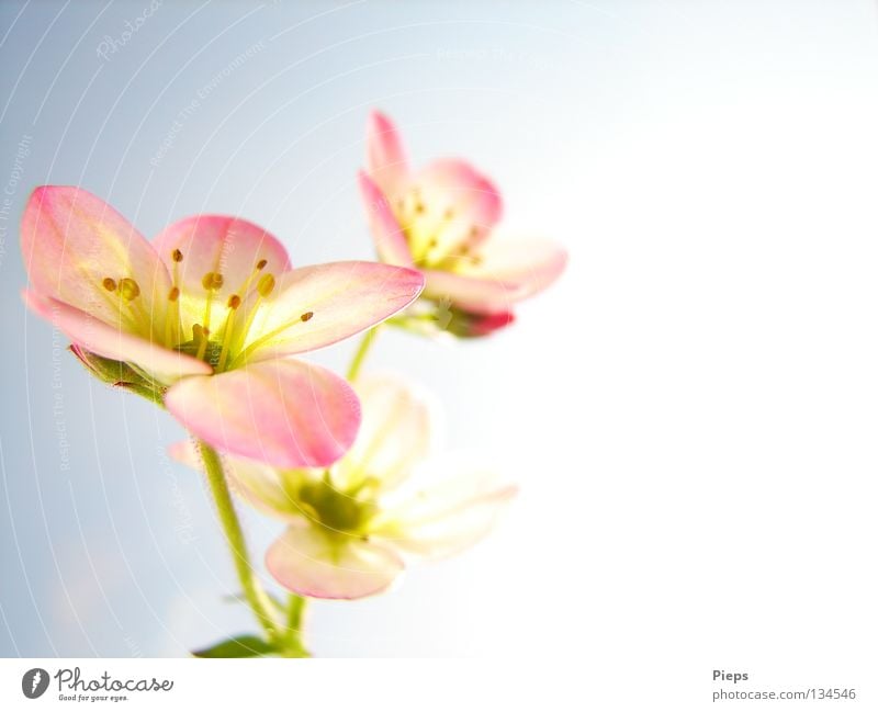 Pink flowers (saxifrage) Colour photo Interior shot Macro (Extreme close-up) Copy Space right Joy Decoration Nature Plant Spring Flower Blossom Blossoming