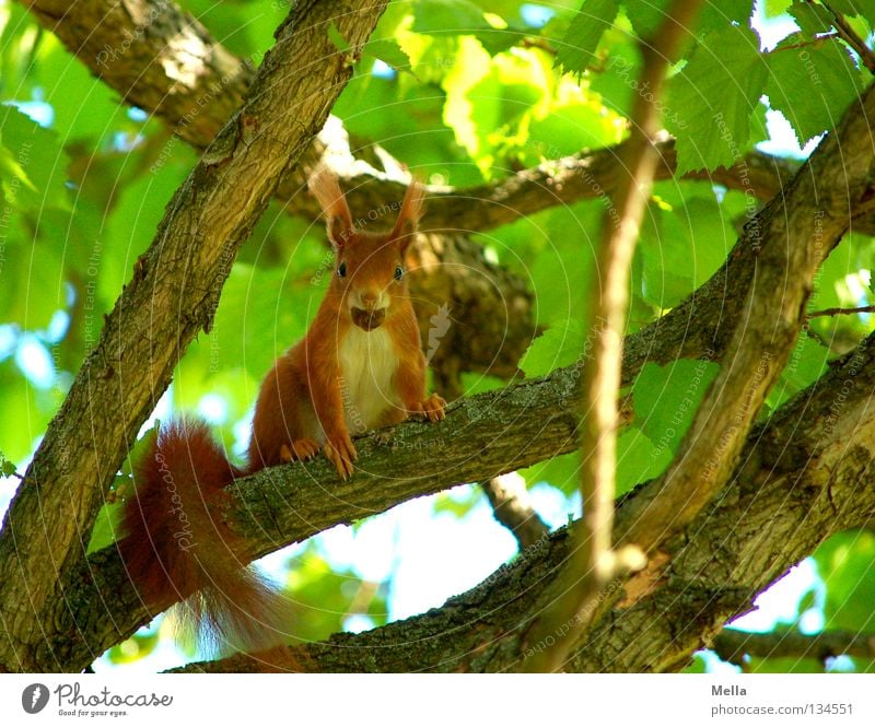 Spring squirrel II Environment Nature Plant Animal Tree Leaf Wild animal Squirrel 1 Observe To hold on To feed Crouch Looking Sit Natural Cute Green Curiosity