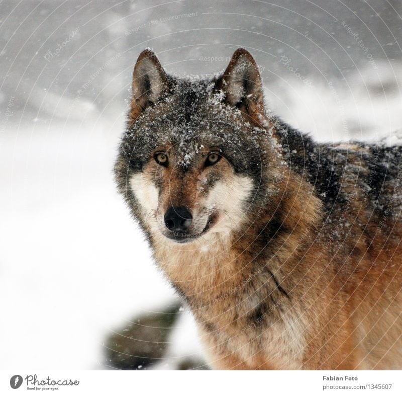 wolf Animal Winter Ice Frost Snow Snowfall Forest Wild animal Zoo Wolf wolves 1 Timidity Pride Nature Colour photo Exterior shot Shallow depth of field