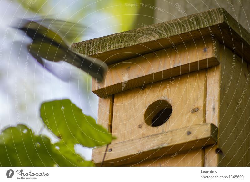 aviary Animal Wild animal Bird 1 Movement Flying Looking Living or residing Speed Green Responsibility Prompt Birdhouse Tit mouse Spring Summer Nature Garden