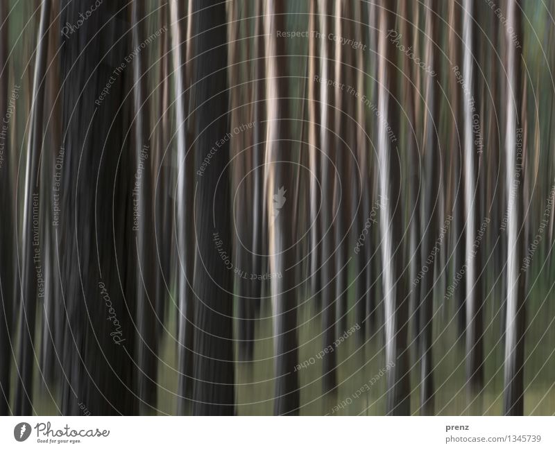 Forest scampered Environment Nature Plant Autumn Tree Thin Brown Green Pine Line Colour photo Exterior shot Experimental Structures and shapes Deserted Day