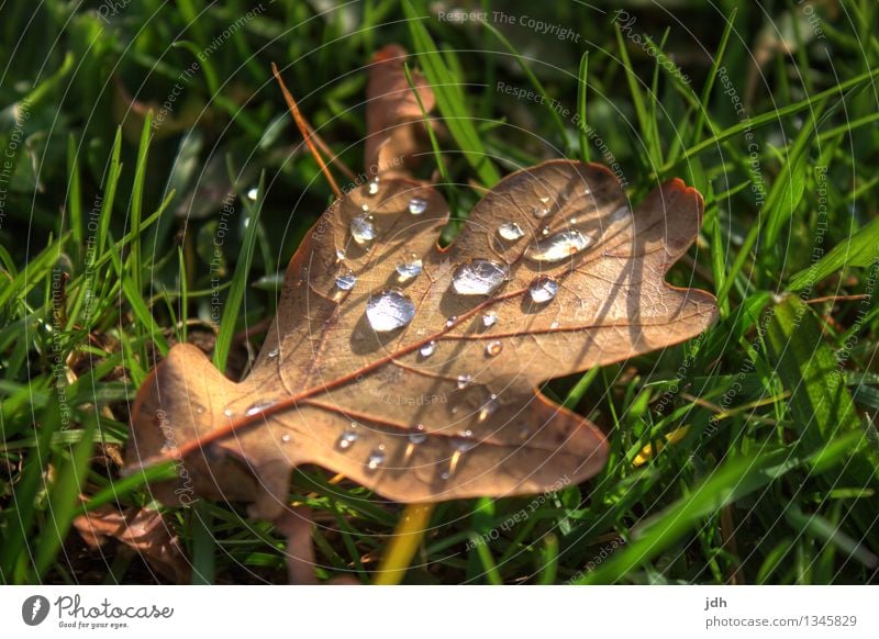 Dew drops on leaves Relaxation Calm Environment Nature Plant Water Drops of water Spring Autumn Beautiful weather Rain Grass Leaf Foliage plant Garden Park