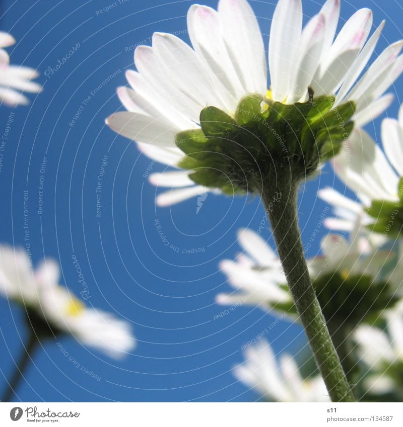 AntsView Calm Summer Sky Spring Weather Beautiful weather Warmth Flower Grass Blossom Meadow Blue White Seasons Azure blue Sky blue Stalk Flower meadow Physics