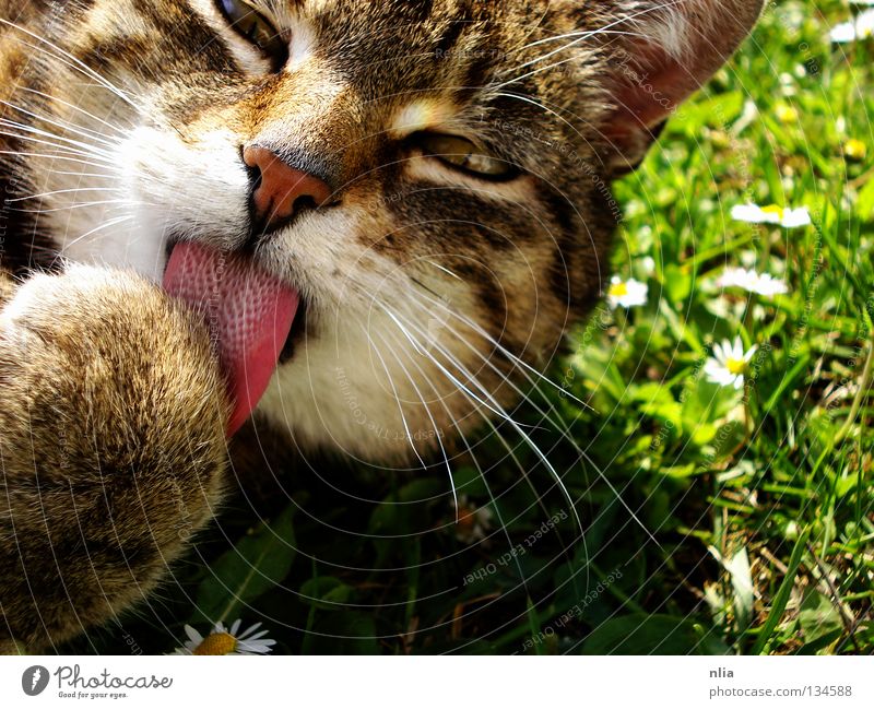 cat tongues Cat Grass Cleaning Paw Summer Mammal Tongue