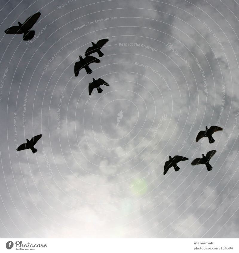 Pigeon panic 2 Aviation Sky Clouds Bad weather Bird Flying Together Gray Black Scare Judder Glide Flock of birds Plagues Exterior shot Shadow Silhouette