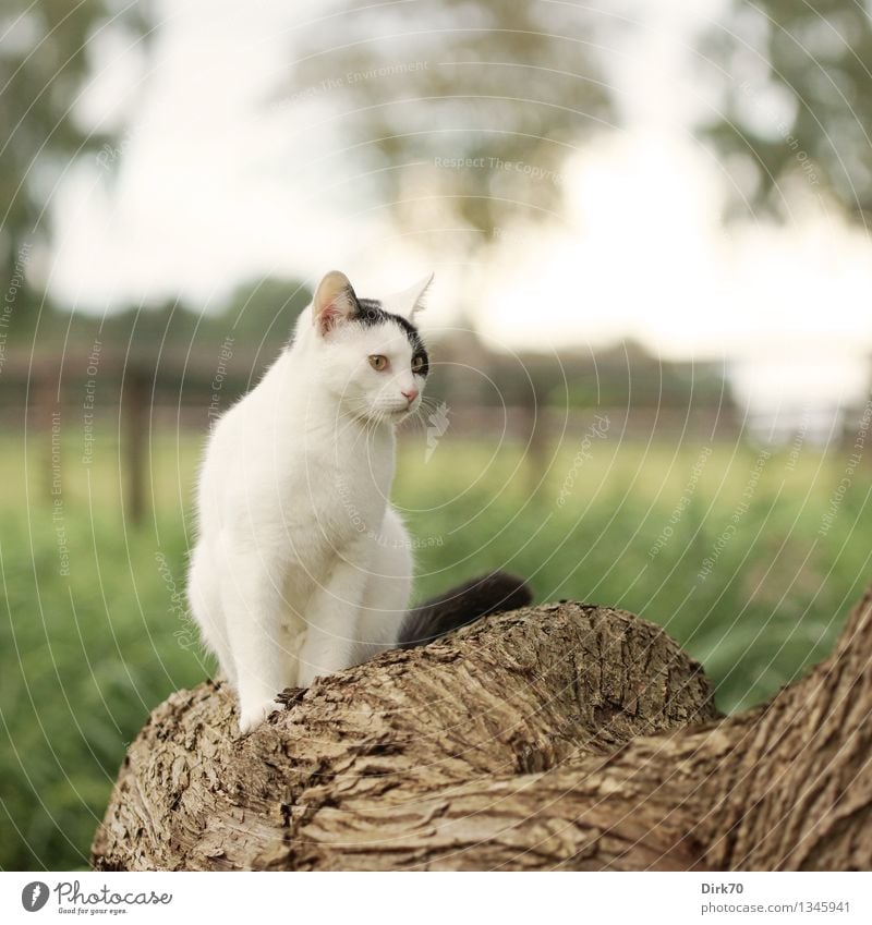 Posing for the photographer Nature Summer Beautiful weather Tree Grass Leaf Tree trunk Tree bark Willow-tree Meadow Field Pasture Pasture fence Animal Pet Cat 1