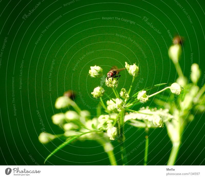 fly spring Apiaceae Umbellifer Green White Insect Compound eye Crouch Spring 3 Multiple Forest plant Flower Blossom Plant Environment Ecological Biology Animal