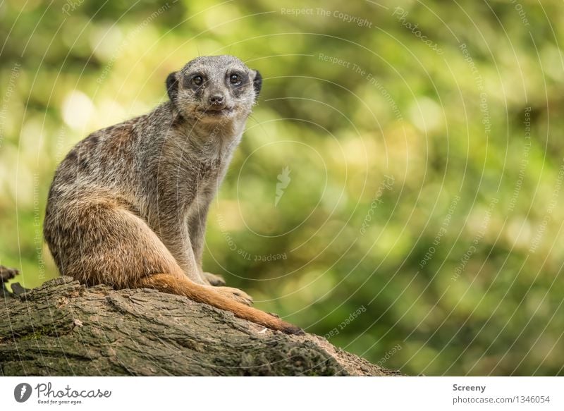 Don't look so... Nature Animal Summer Beautiful weather Wild animal Meerkat 1 Wood Observe Sit Attentive Watchfulness Testing & Control Relaxation Blur