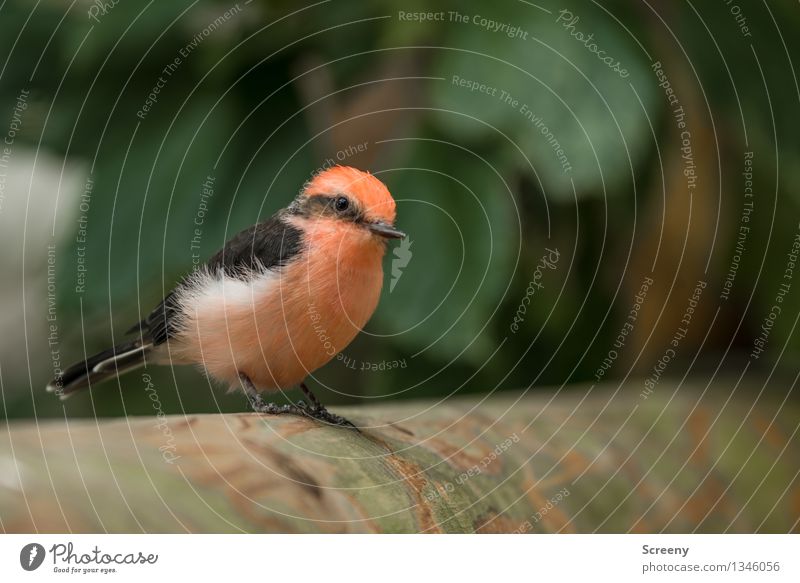 small observer Nature Plant Animal Tree Bird 1 Observe Sit Wait Small Pink Plumed Colour photo Detail Macro (Extreme close-up) Deserted Day