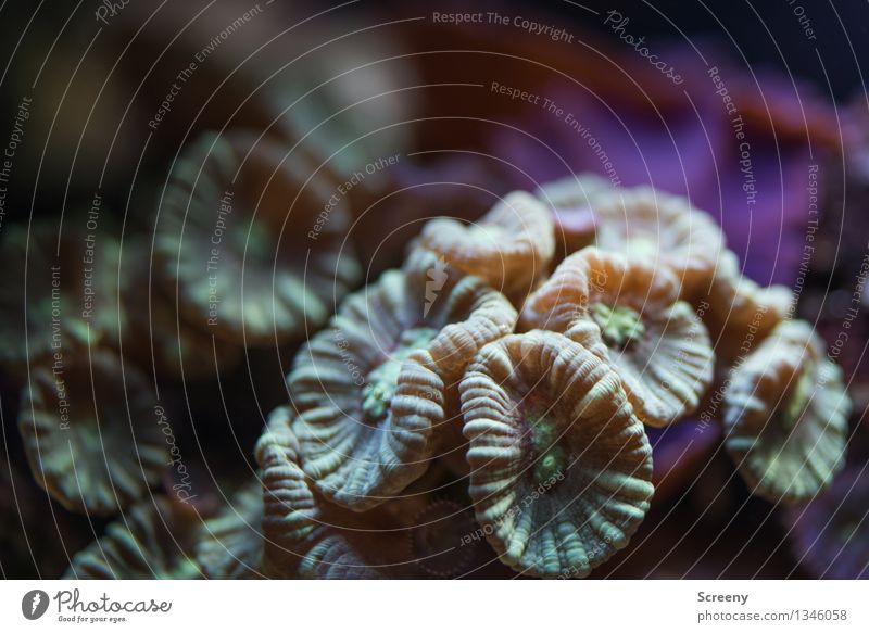 Underwater beauty (#3) Nature Plant Animal Water Growth Exceptional Small Wet Underwater photo Aquarium Coral Colour photo Detail Macro (Extreme close-up)