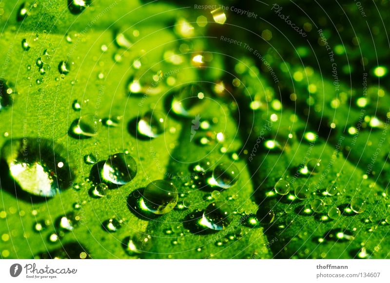 The pearls of nature Alchemilla vulgaris Drops of water Leaf Green Reflection Refraction Wet Summer Spring Rain Macro (Extreme close-up) Close-up Water Sphere