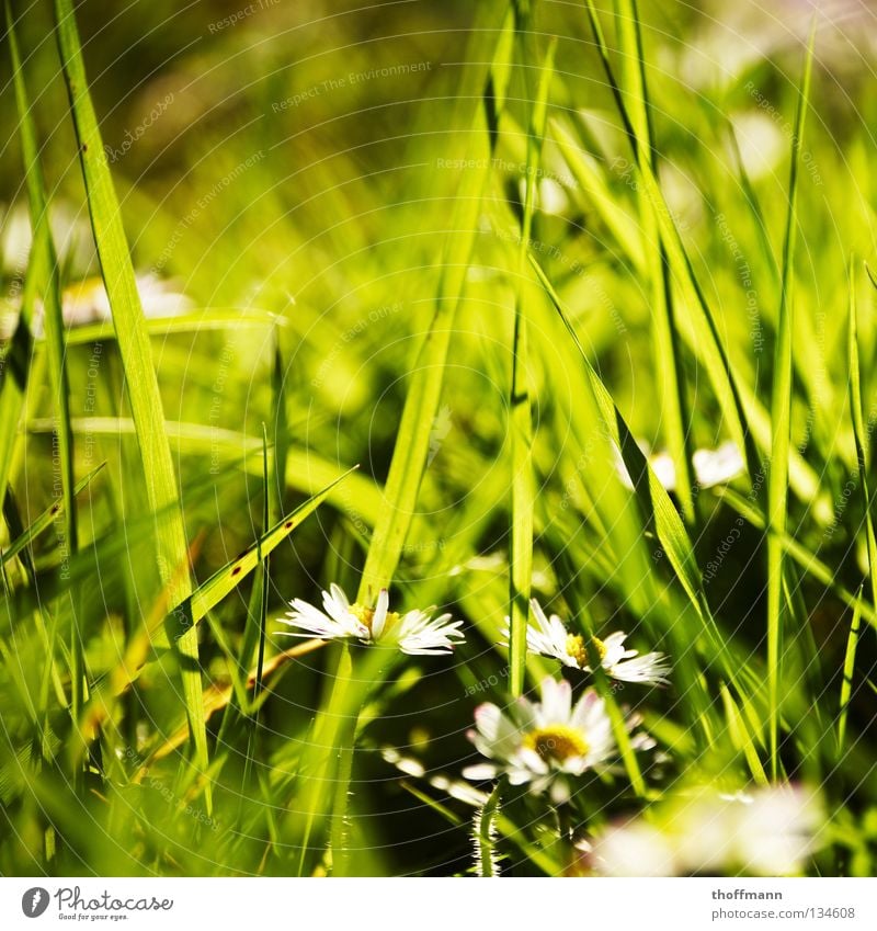 Once upon a time, there was a daisy. Flower Blossom Daisy Grass Green Blur Meadow Plant Bouquet Garden Bed (Horticulture) Spring Summer Weather