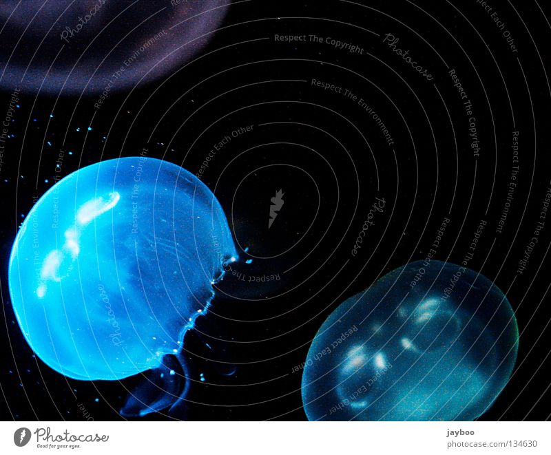 jellyfish alarm Jellyfish White Black Mysterious Dark Animal Blue Water pallor Bubble