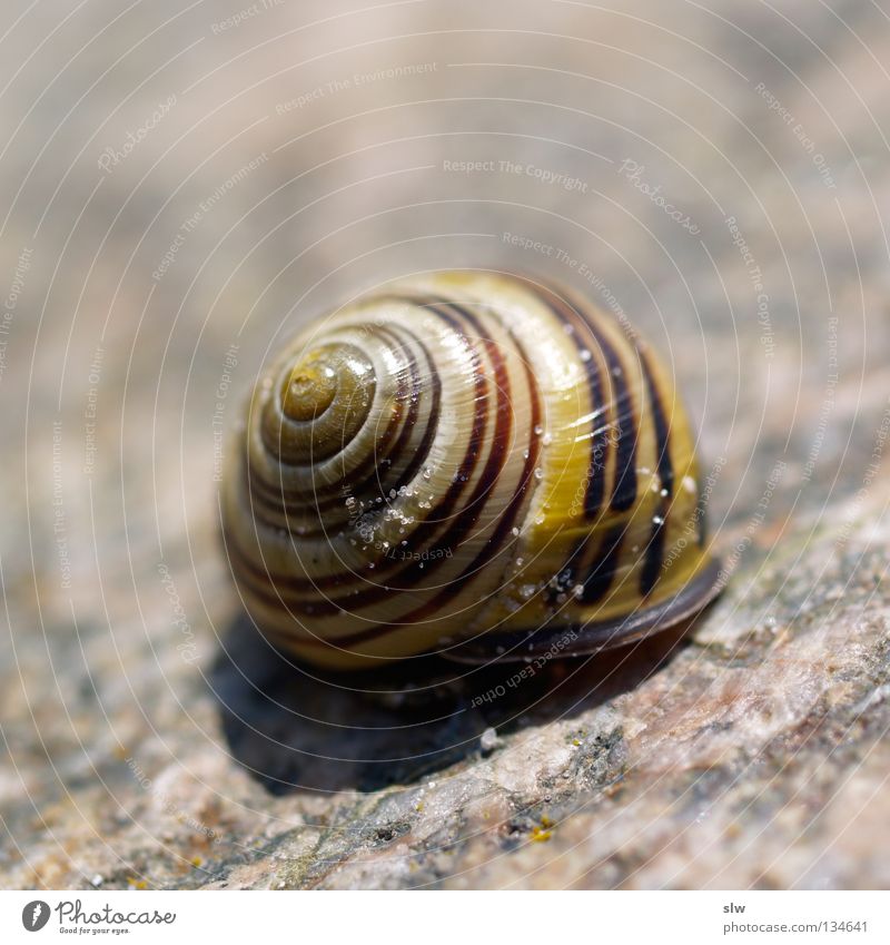 gastropoda Snail Spiral Bobbin Snail shell Slowly Macro (Extreme close-up) Close-up Mollusk Bowl