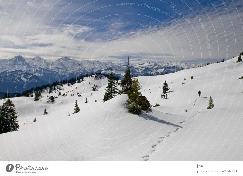 Tracks in the snow I Snow shoes Vacation & Travel Hiking Fir tree Canton Bern Bernese Oberland In transit Eiger Snow mountain Wilderness Blüemlisalp Mountain