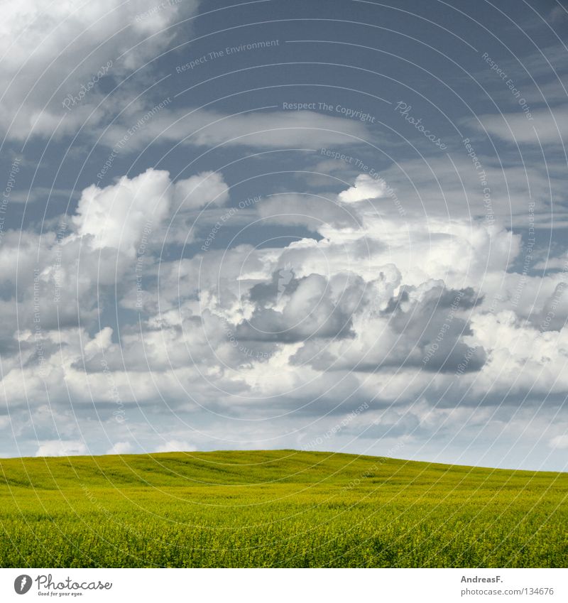 flourishing landscapes Canola Canola field Ecological Environmental protection Bio-fuel Clouds Wide angle Bio-diesel Oilseed rape oil Worm's-eye view Spring